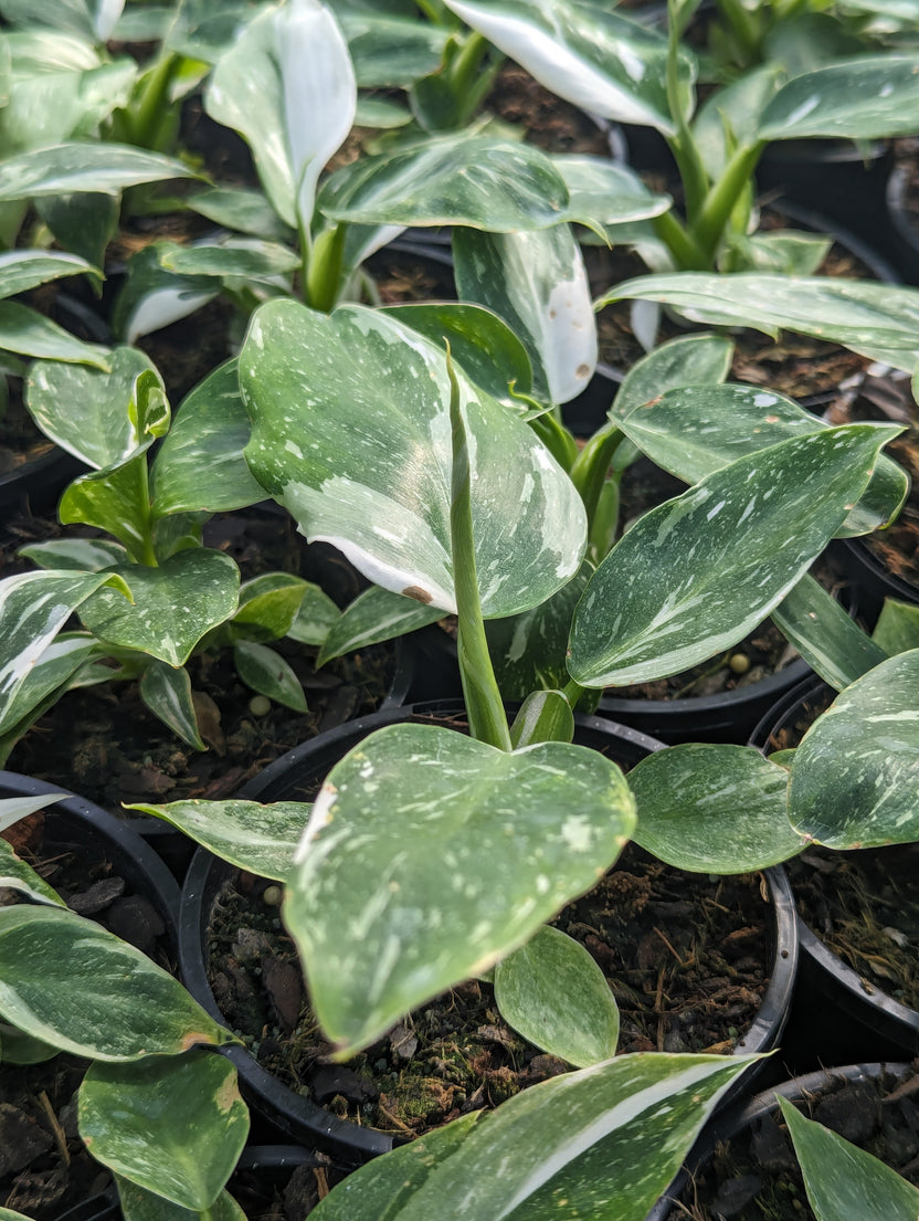 Buy Online Plants Australia Online Plant Shop Our Plant Shop