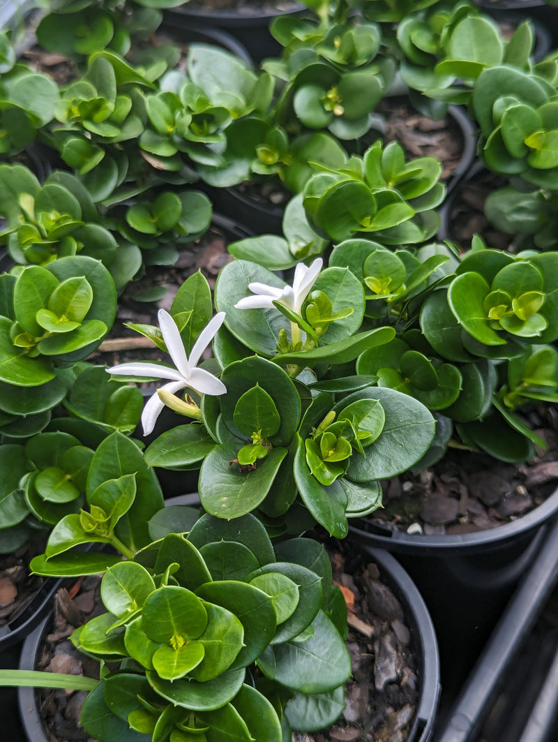 Buy Online Plants Australia Online Plant Shop Our Plant Shop