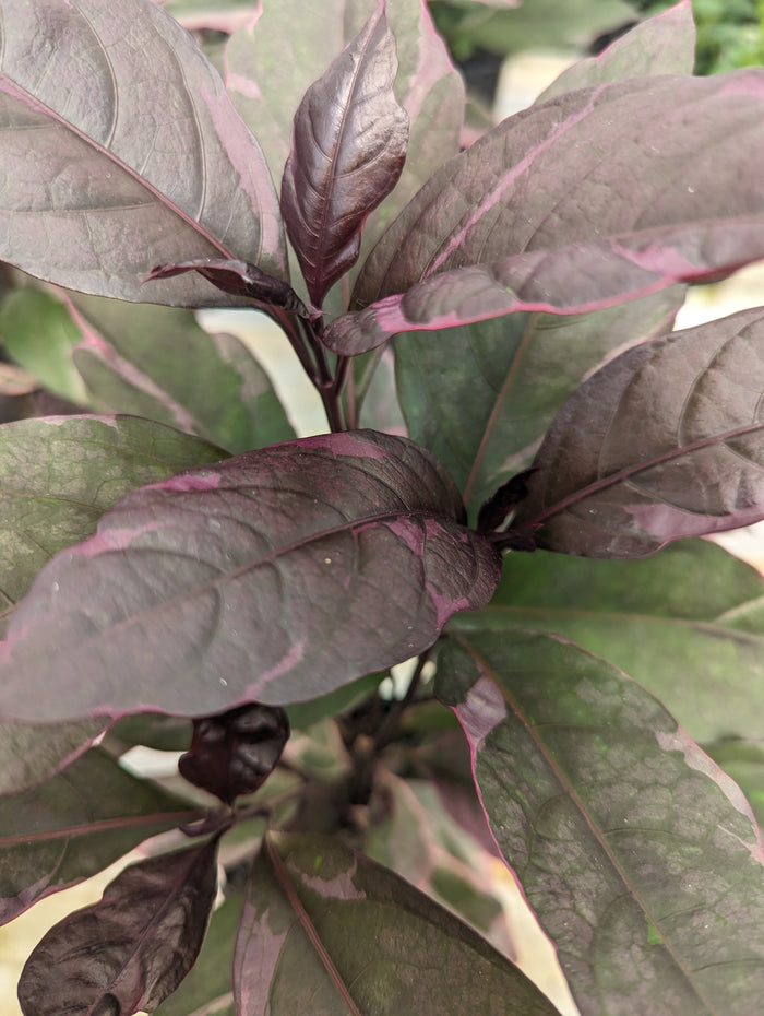 Buy Online Plants Australia Online Plant Shop Our Plant Shop