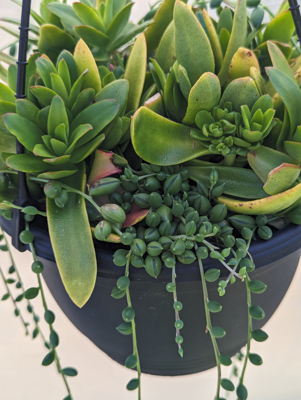 Buy Online Plants Australia Online Plant Shop Our Plant Shop