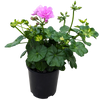 Pelargonium peltatum - Ivy Geranium