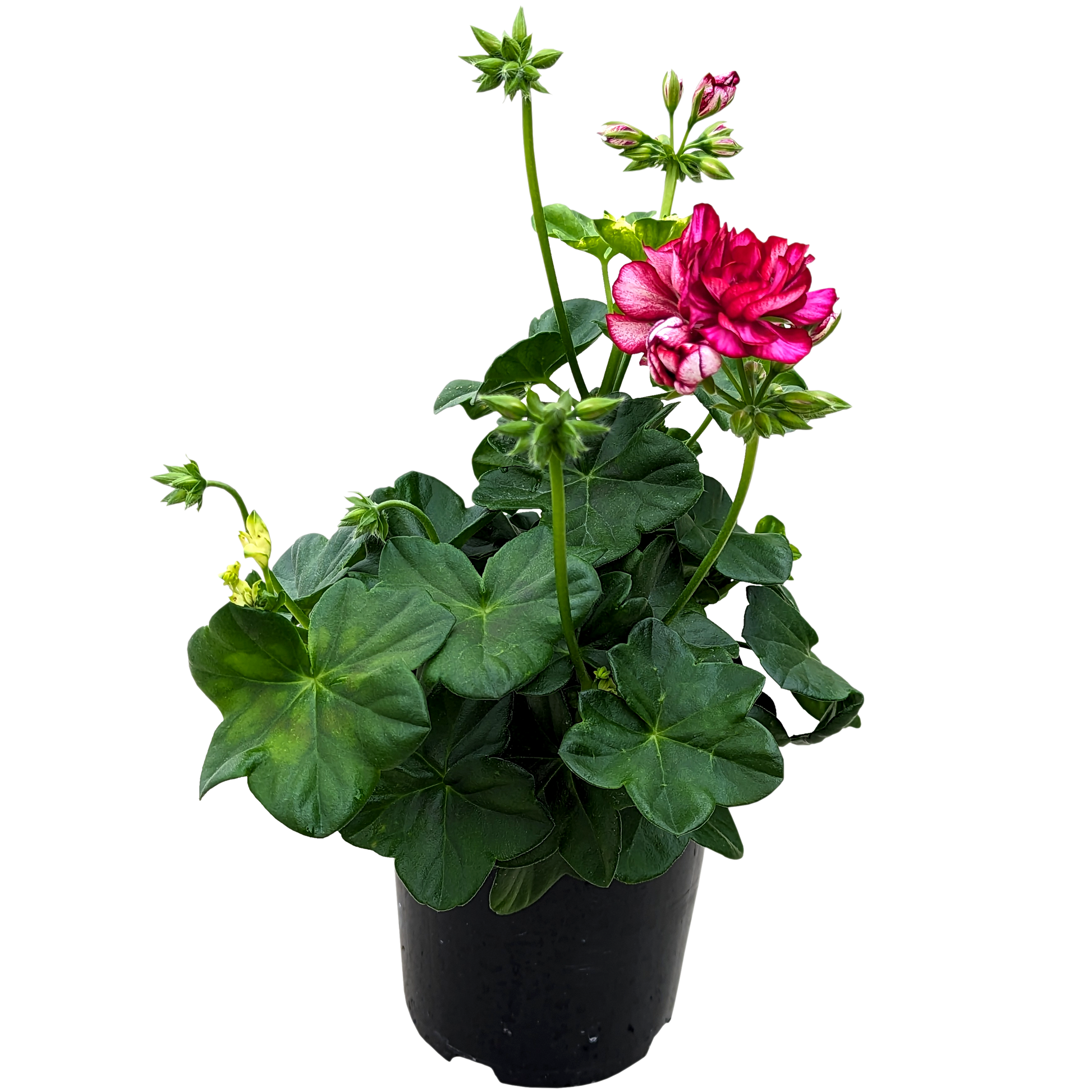 Ivy Geranium Bicolour Pink