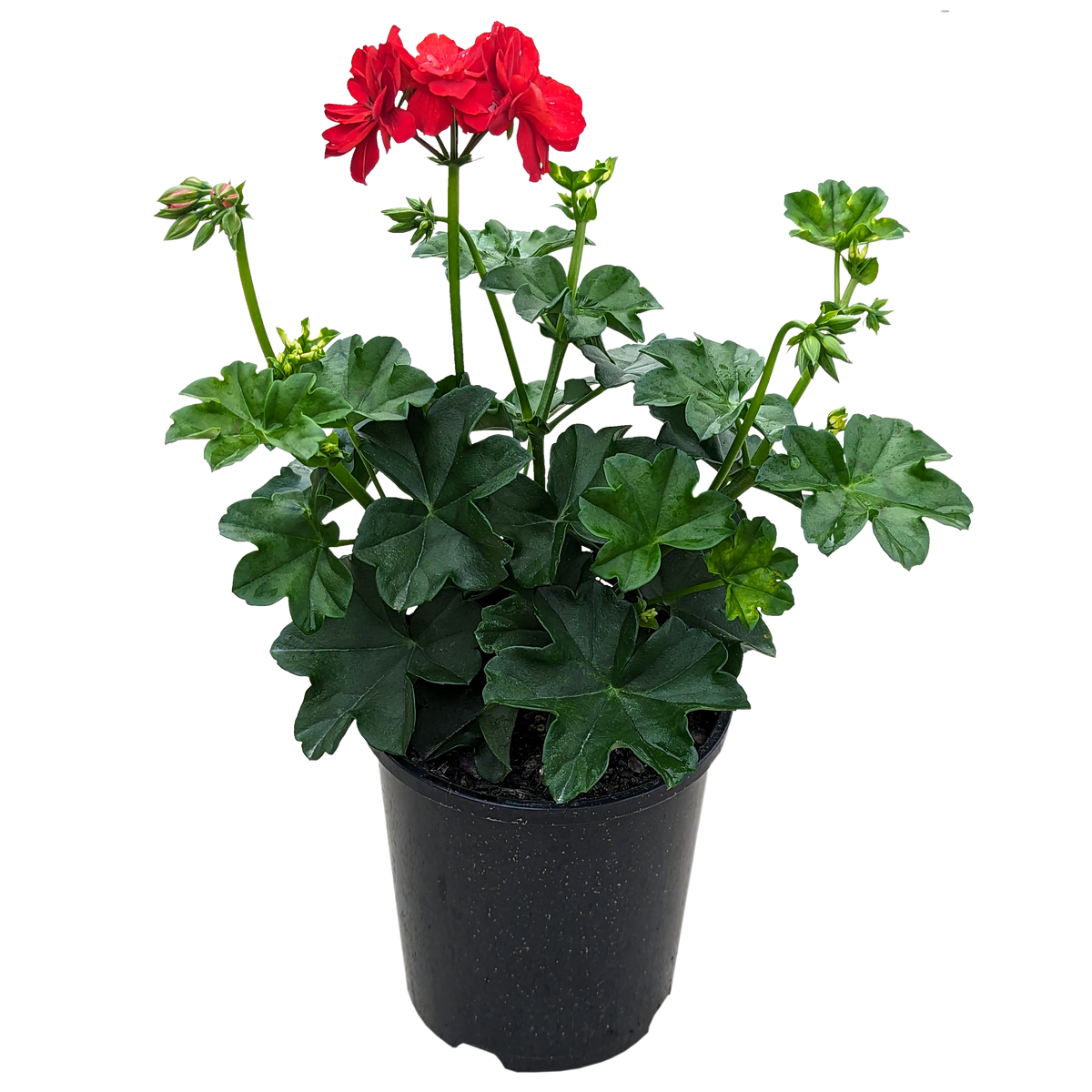 Pelargonium peltatum - Ivy Geranium Red