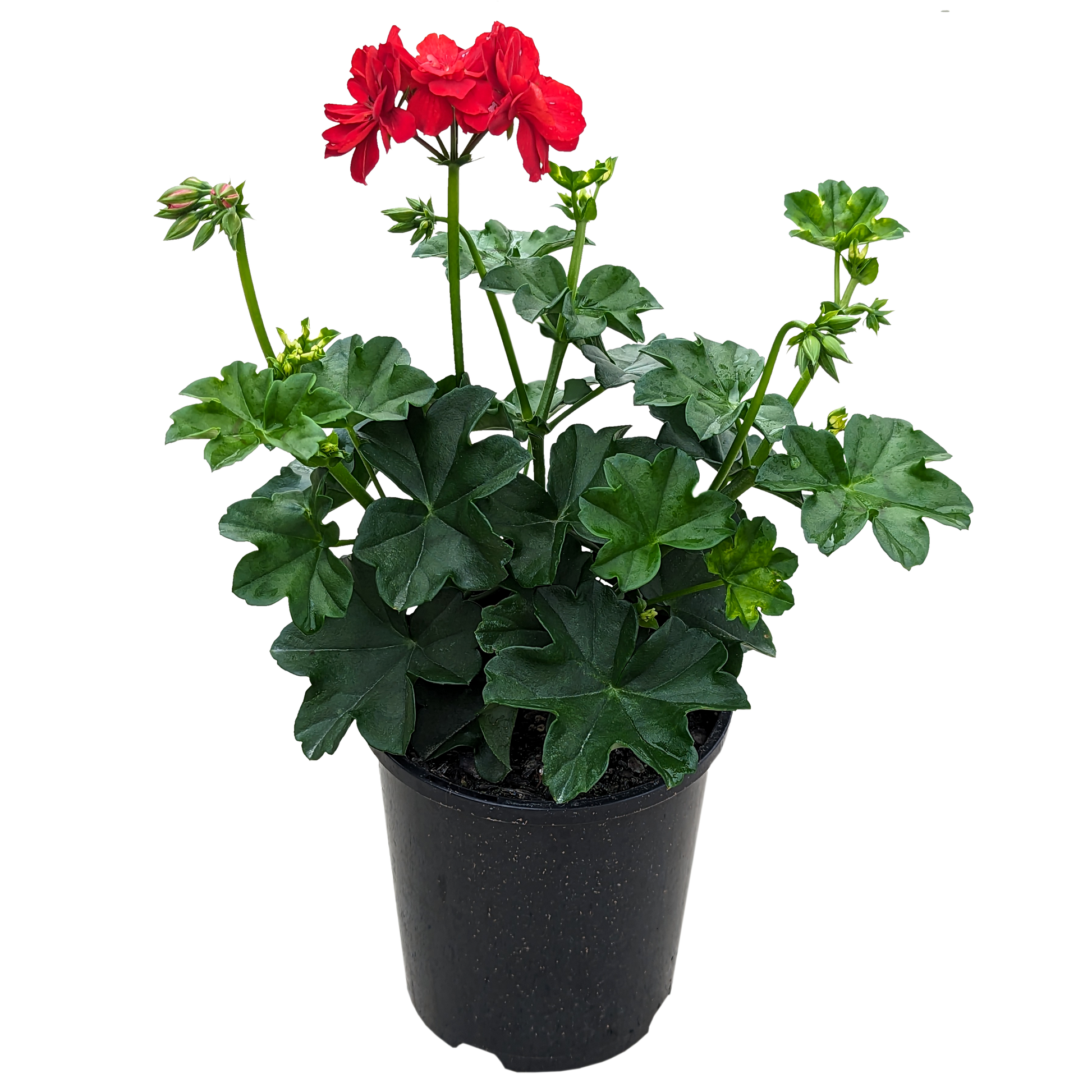 Ivy Geranium Red