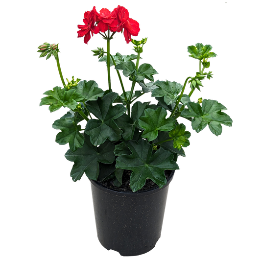 Ivy Geranium Red