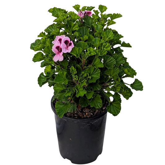 Pelargonium hybrid - Geranium Lizzy