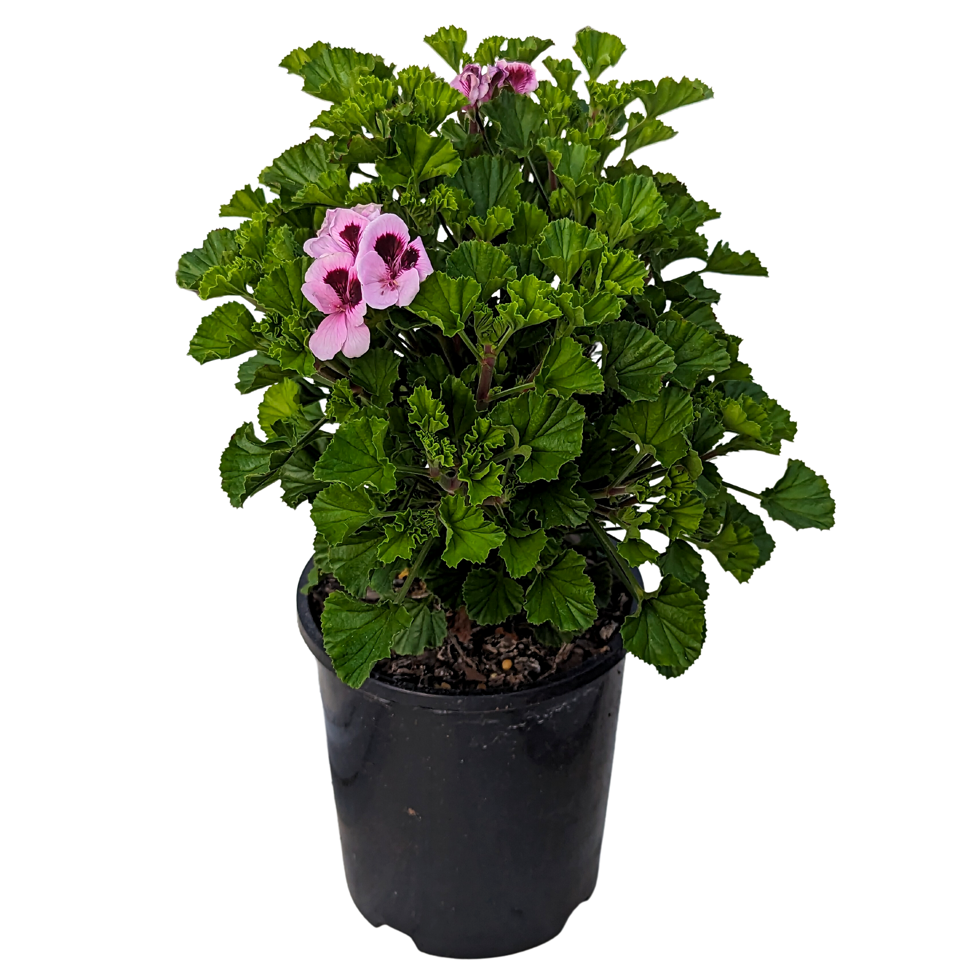 Scented small rough leaves with a compact growth habit with two tone pink flowers.