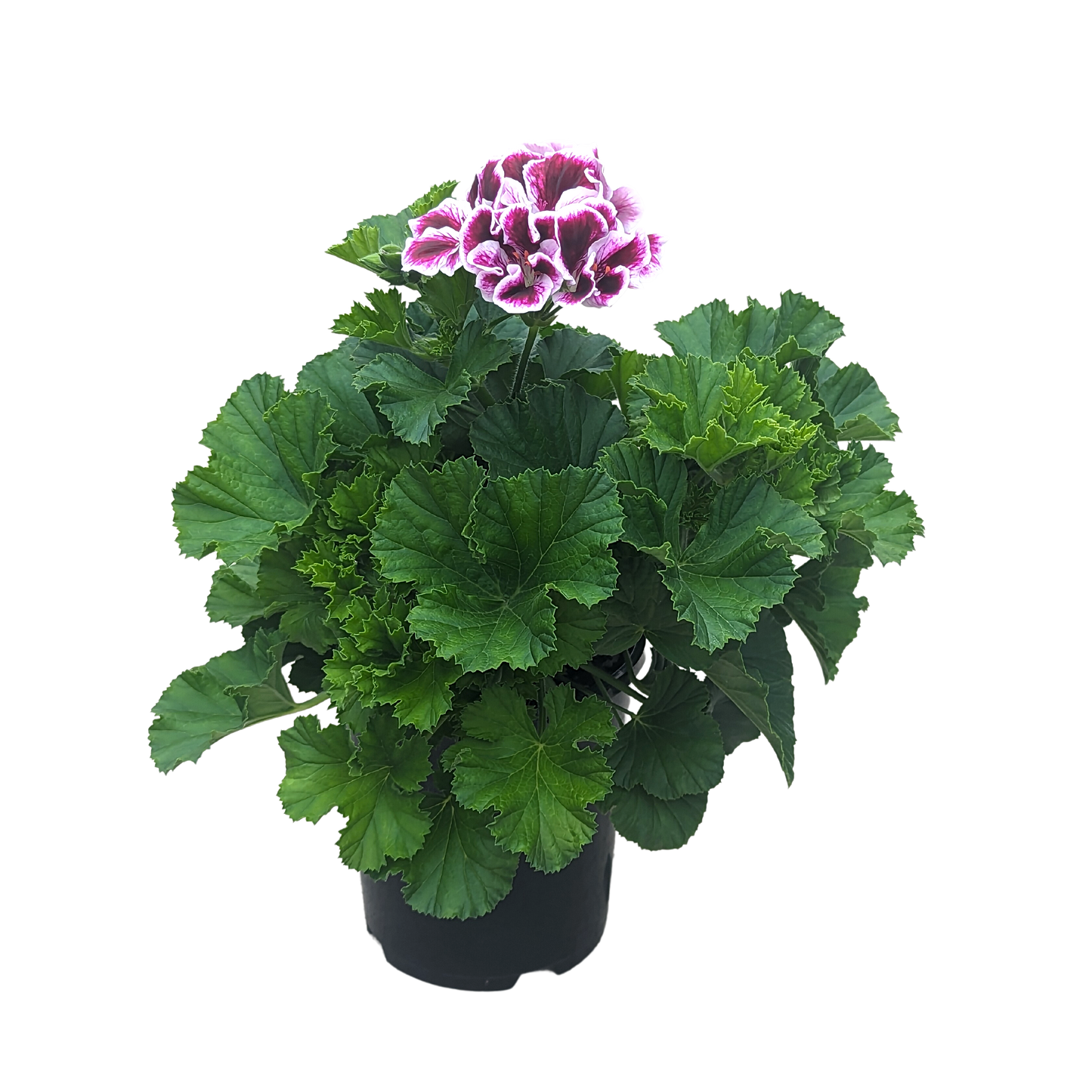 Serrated green leaves with dual tone pink and purple pelargonium elegance in pot. 