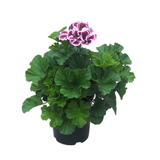 Serrated green leaves with dual tone pink and purple pelargonium elegance in pot. 