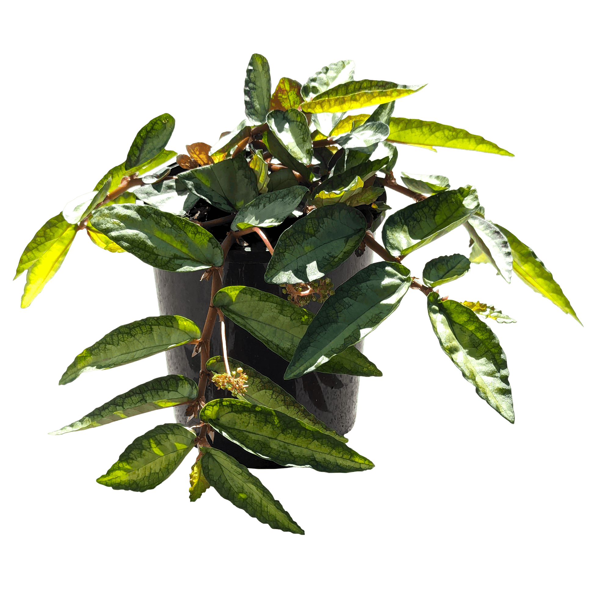 Pellionia repens