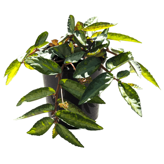 Pellionia repens