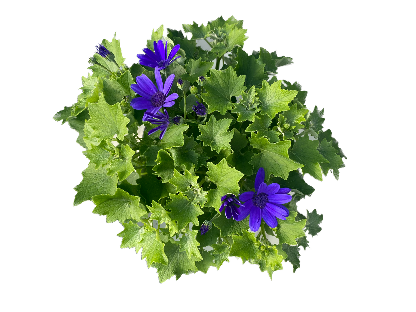Pericallis Senetti
