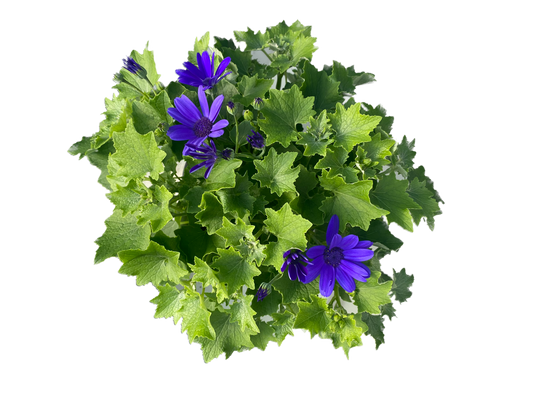 Pericallis Senetti