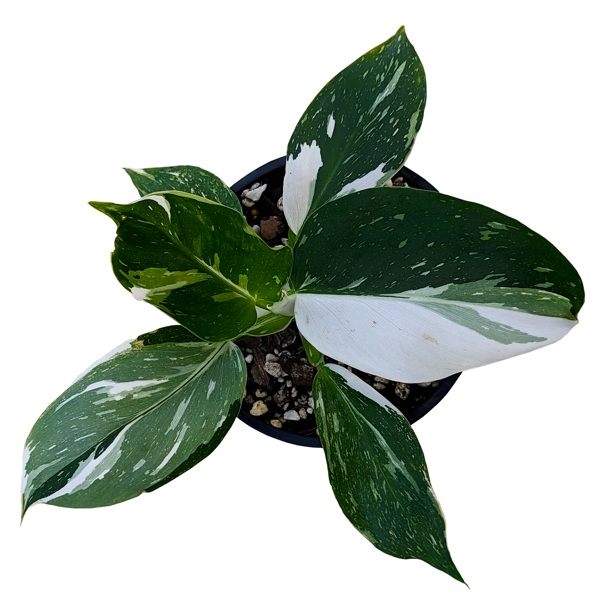Philodendron White Wizard 100mm,140mm