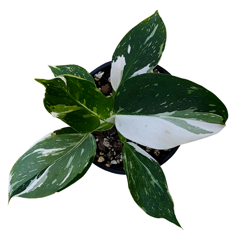 Philodendron White Wizard 100mm,140mm