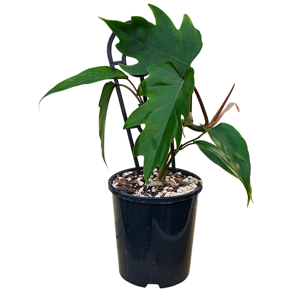 Philodendron mayoi 140mm
