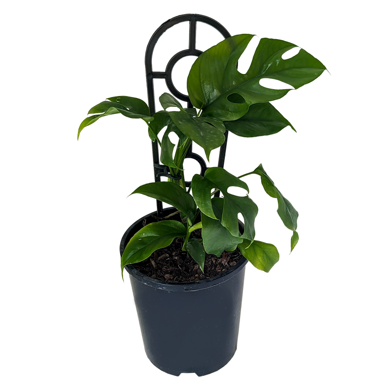Philodendron minima - Mini Monstera 140mm