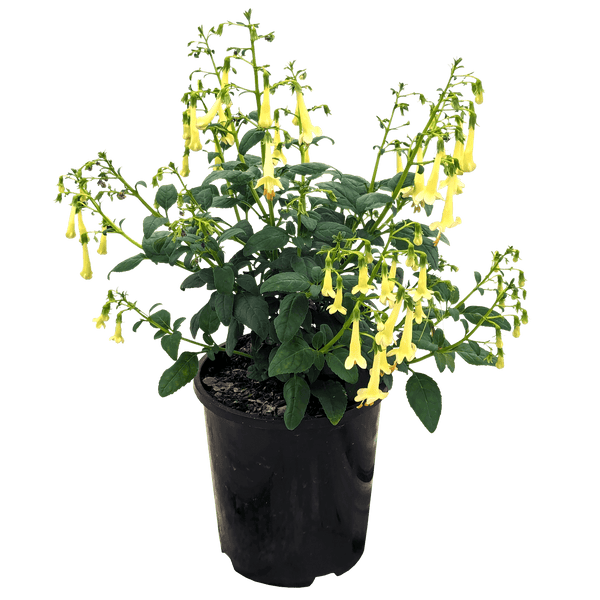 Buy Online Plants Australia Online Plant Shop Our Plant Shop