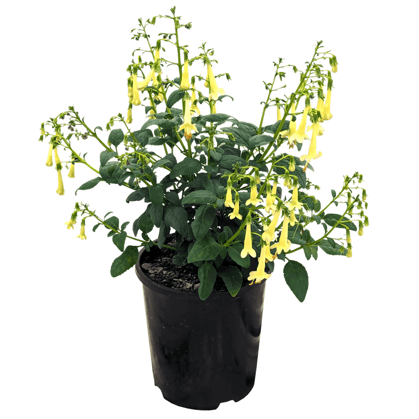 Buy Online Plants Australia Online Plant Shop Our Plant Shop