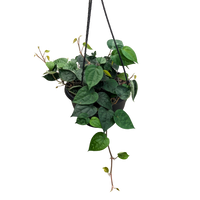 Piper Betel 200mm