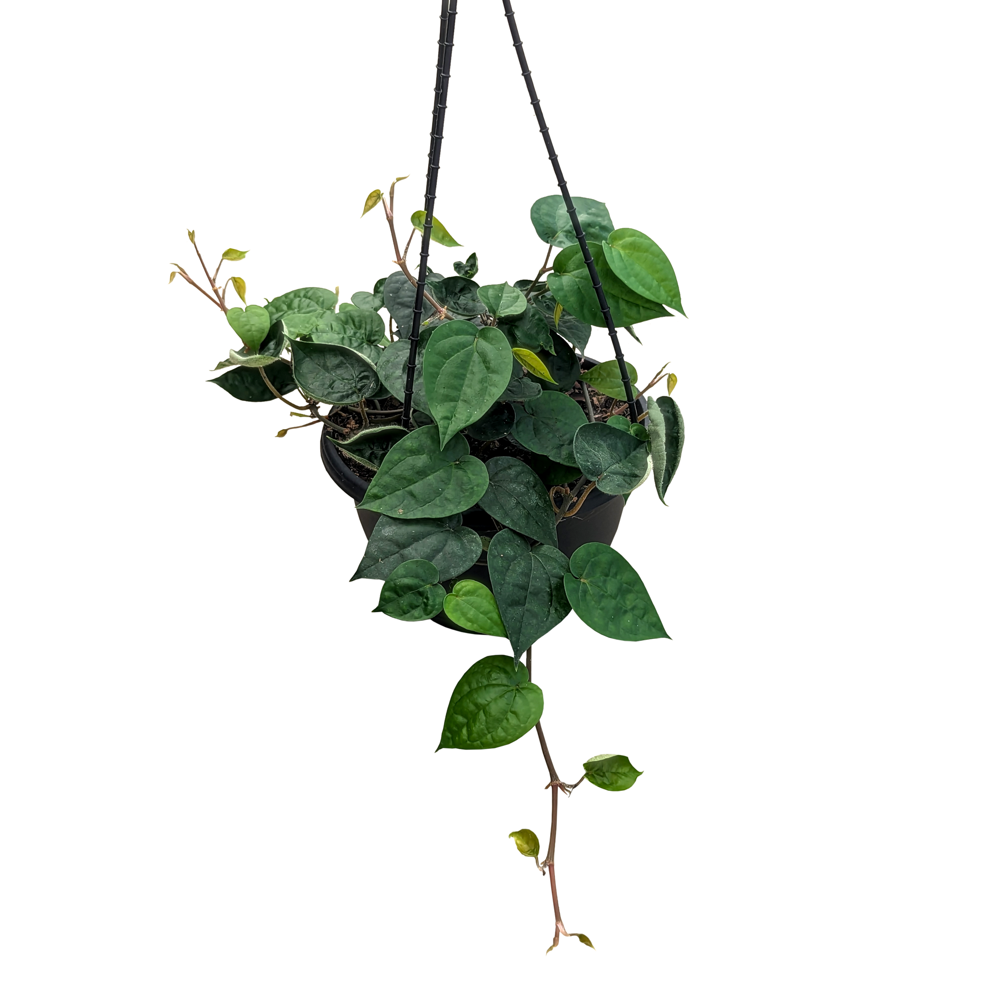 green heart shaped trailing hanging basket. Piper betel. 