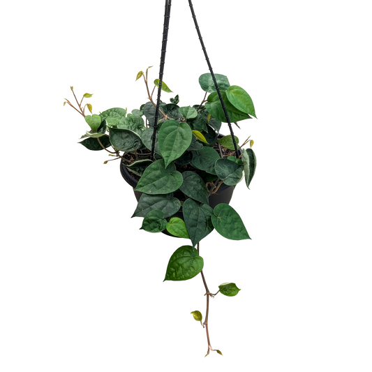 green heart shaped trailing hanging basket. Piper betel. 