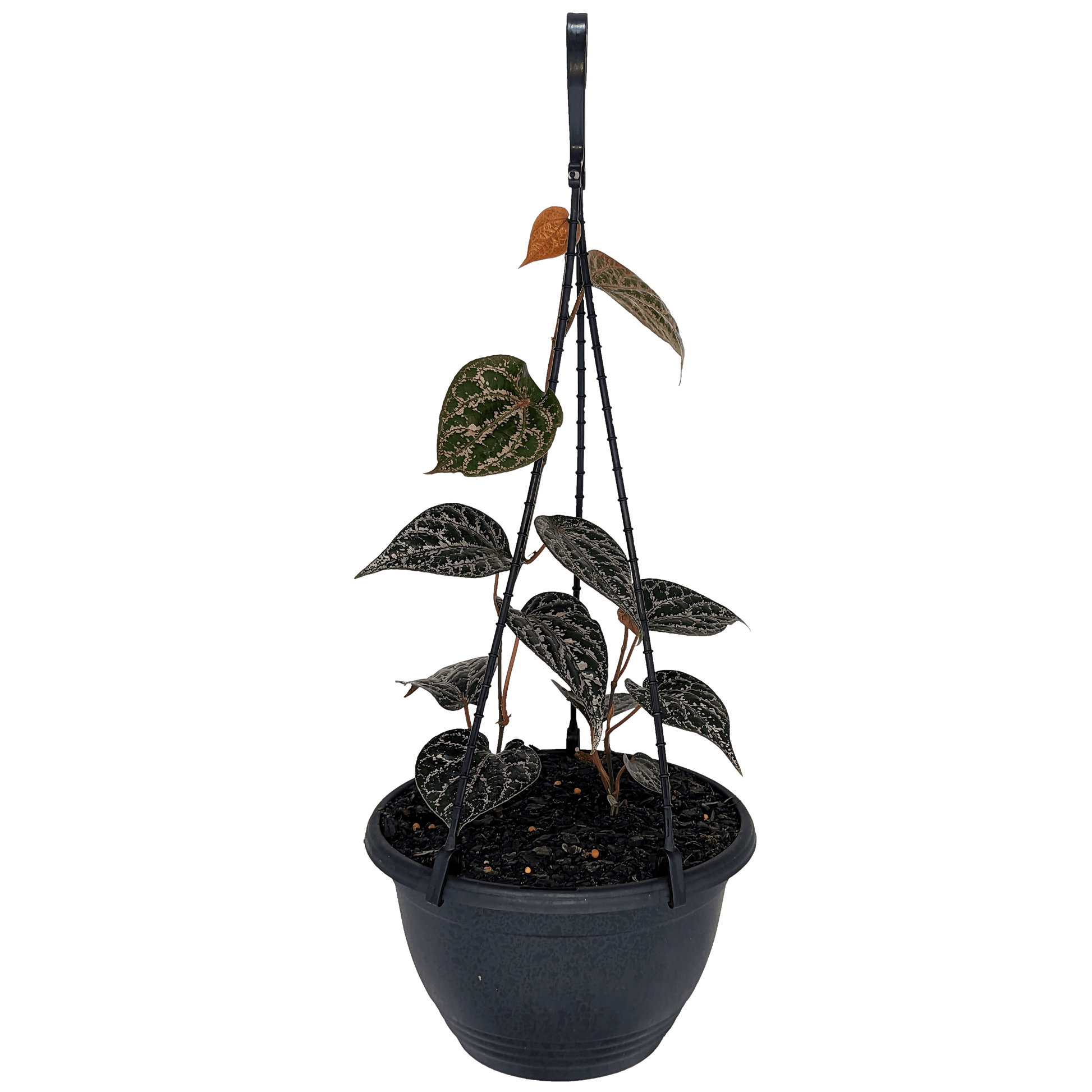 Piper Ornatum - Celebes Pepper 200mm