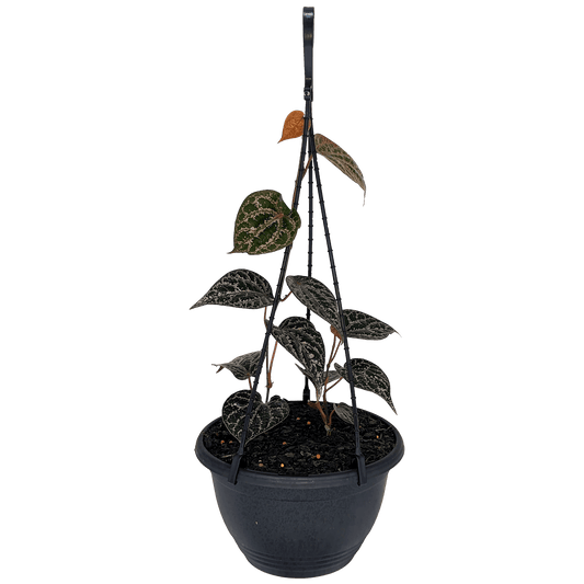 Piper Ornatum - Celebes Pepper 200mm