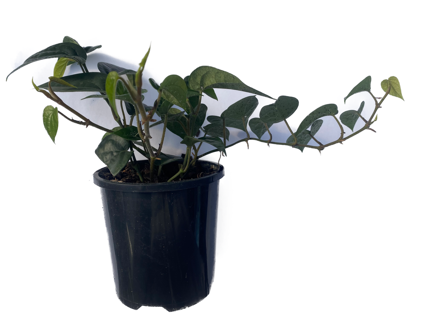 Piper Betel 100mm side