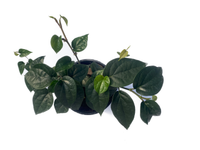 Piper betel - Piper Plant
