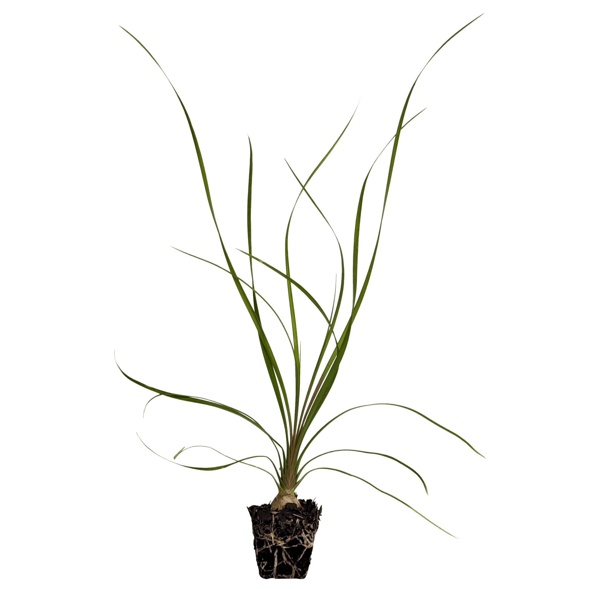ponytail palm australia Beaucarnea recurvata - Ponytail Palm