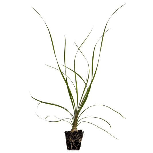 Bare root ponytail palm