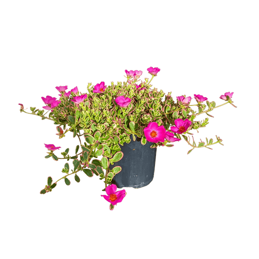 Portulaca oleracea - Variegated Purslane