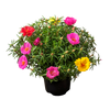 Portulaca grandiflora - Moss Rose 125mm