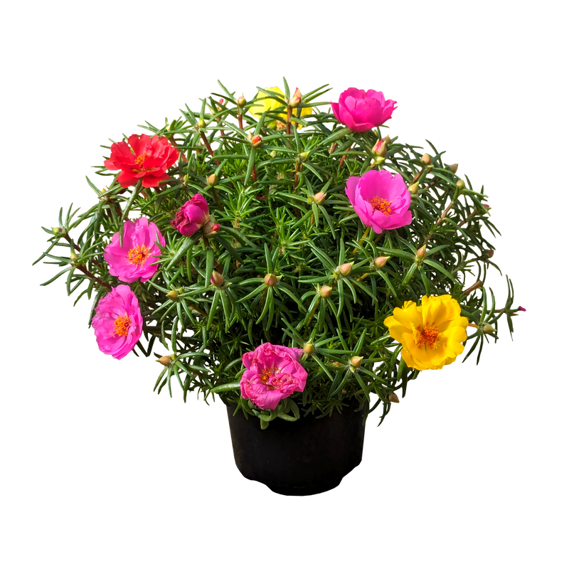 Portulaca grandiflora - Moss Rose 125mm