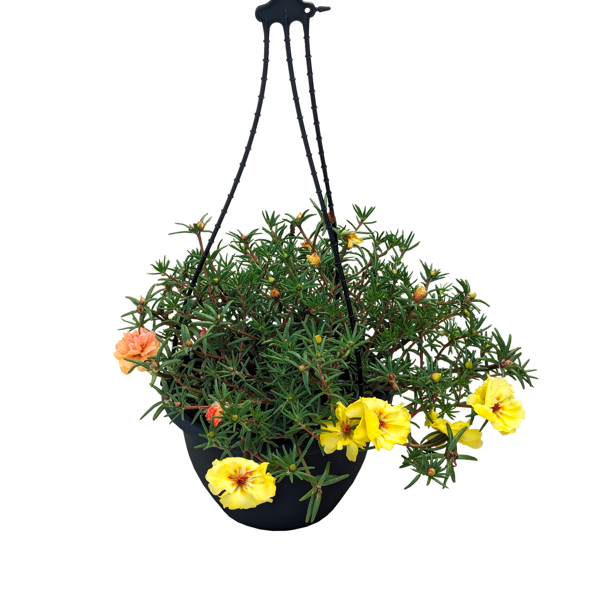Portulaca grandiflora - Moss Rose 200mm