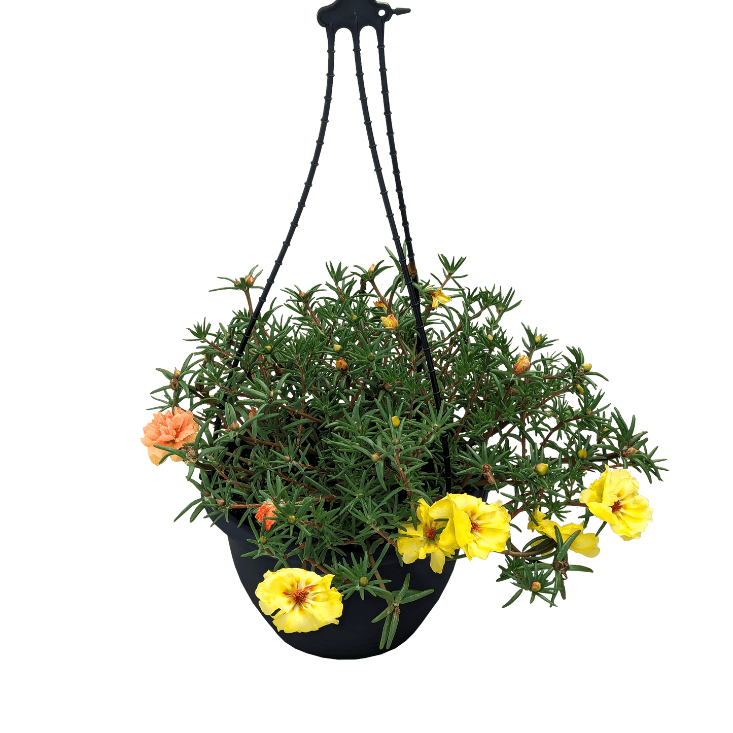Portulaca grandiflora - Moss Rose 200mm