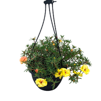 Portulaca grandiflora - Moss Rose 200mm