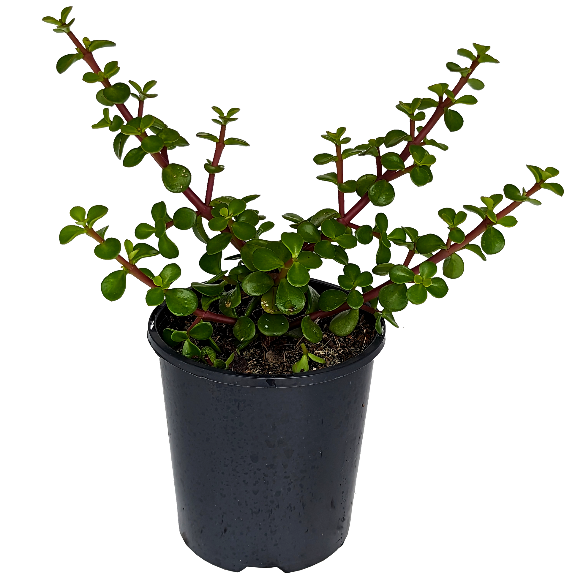 green money plant, portulaca jade small foliage red stemmed succulent. 