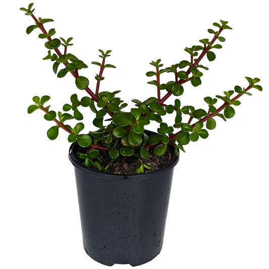 green money plant, portulaca jade small foliage red stemmed succulent. 