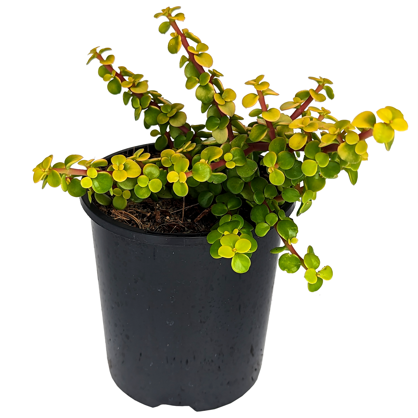 Yellow and green money tree succulent. Portulaca Afra Jade, small yellow foliage, red stem succulent. 