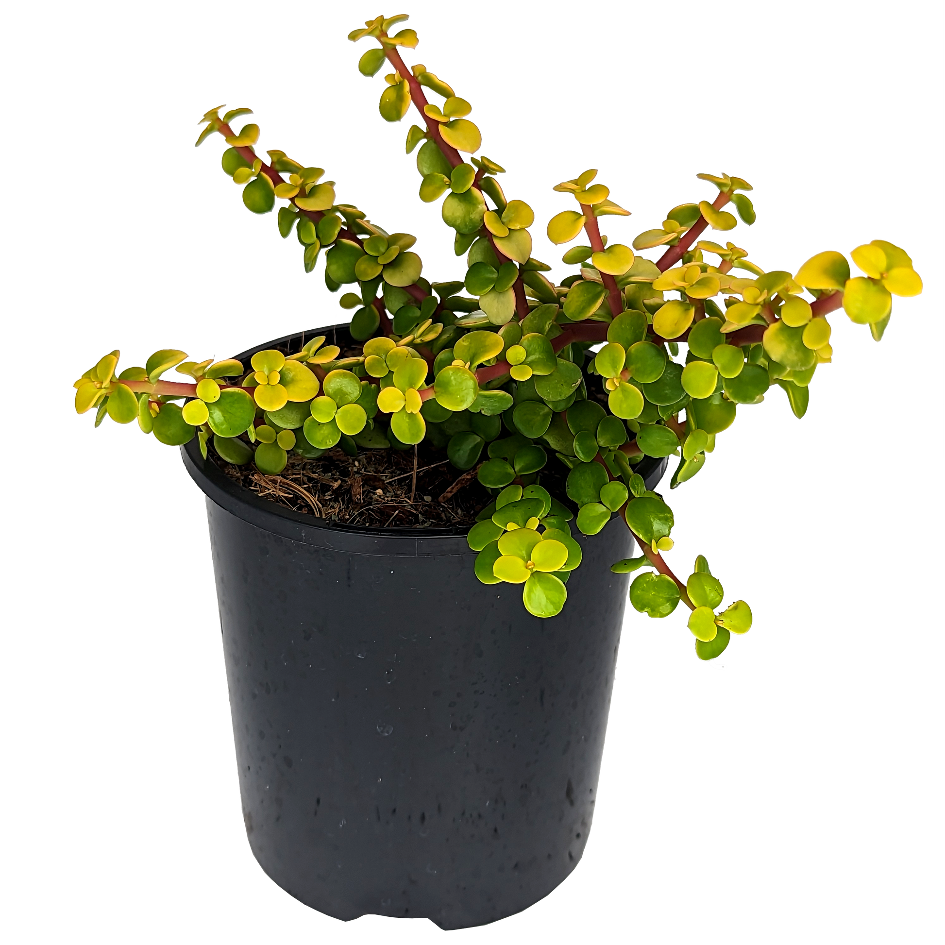 Yellow and green money tree succulent. Portulaca Afra Jade, small yellow foliage, red stem succulent. 