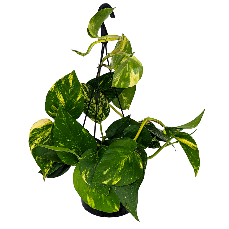 Pothos Green & Gold - Devil's Ivy 155mm