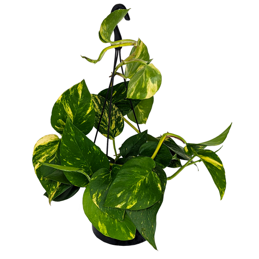 green and yellow marbled foliage pothos devils ivy, trailing hanging basket. 