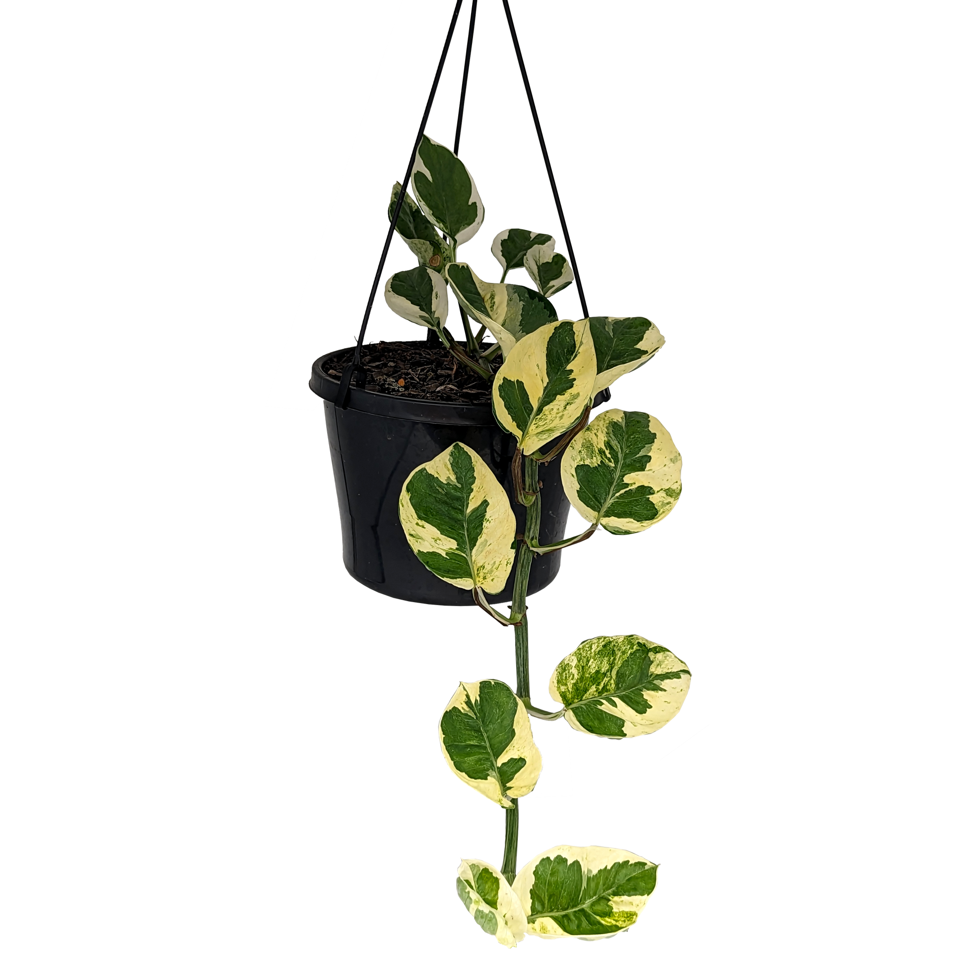 cream and green trailing pothos devils ivy in hanging basket.