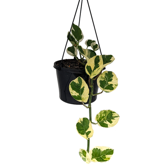 cream and green trailing pothos devils ivy in hanging basket.