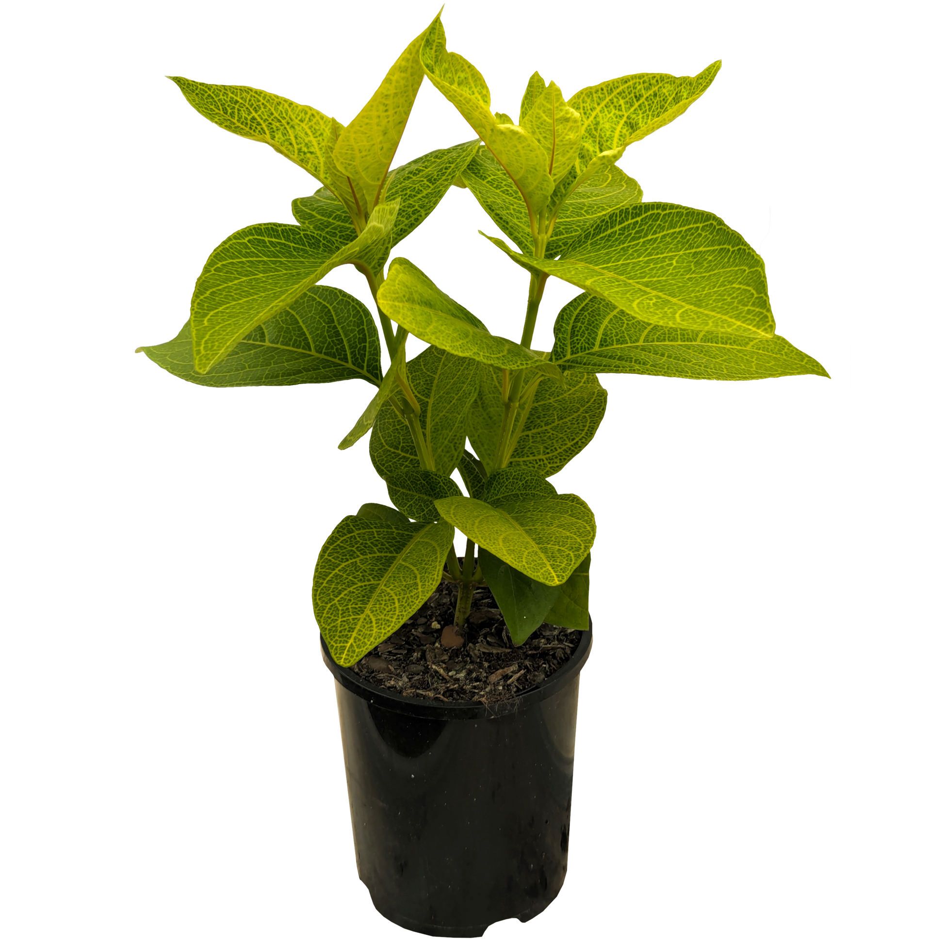 Large leaf foliage Pseuderanthemum Gold plant with lime green leaves with yellow veining. 