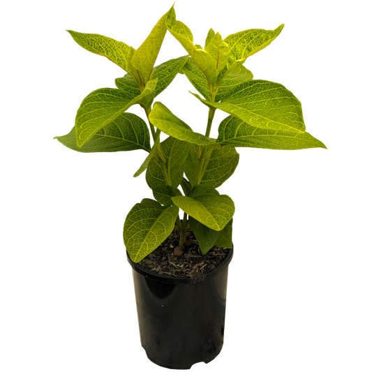 Large leaf foliage Pseuderanthemum Gold plant with lime green leaves with yellow veining. 