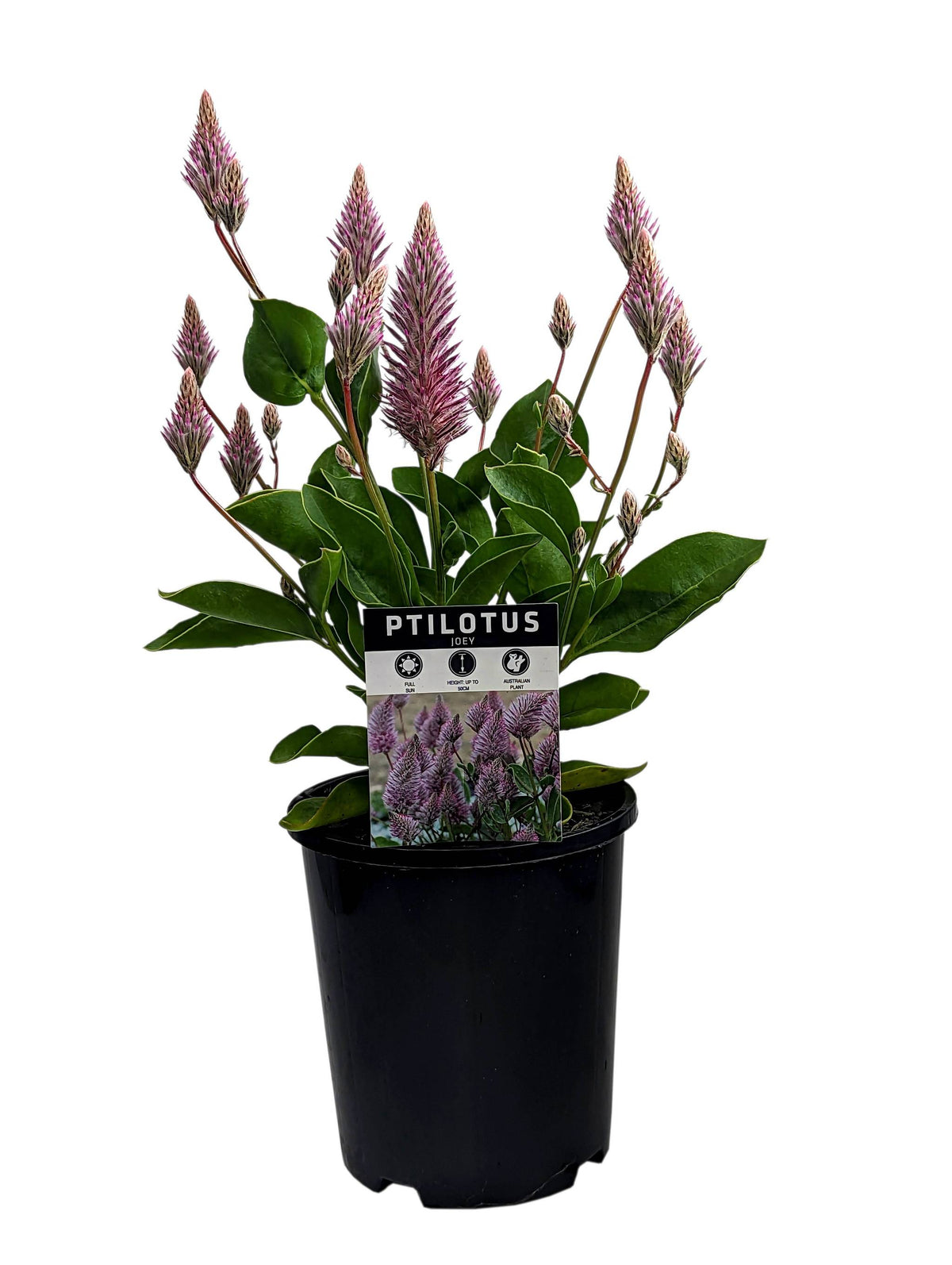 Ptilotus Joey – Pink Mulla Mulla
