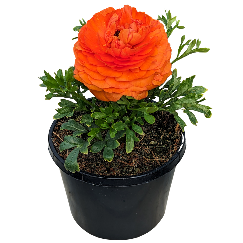 Ranunculus - Persian Buttercup Orange